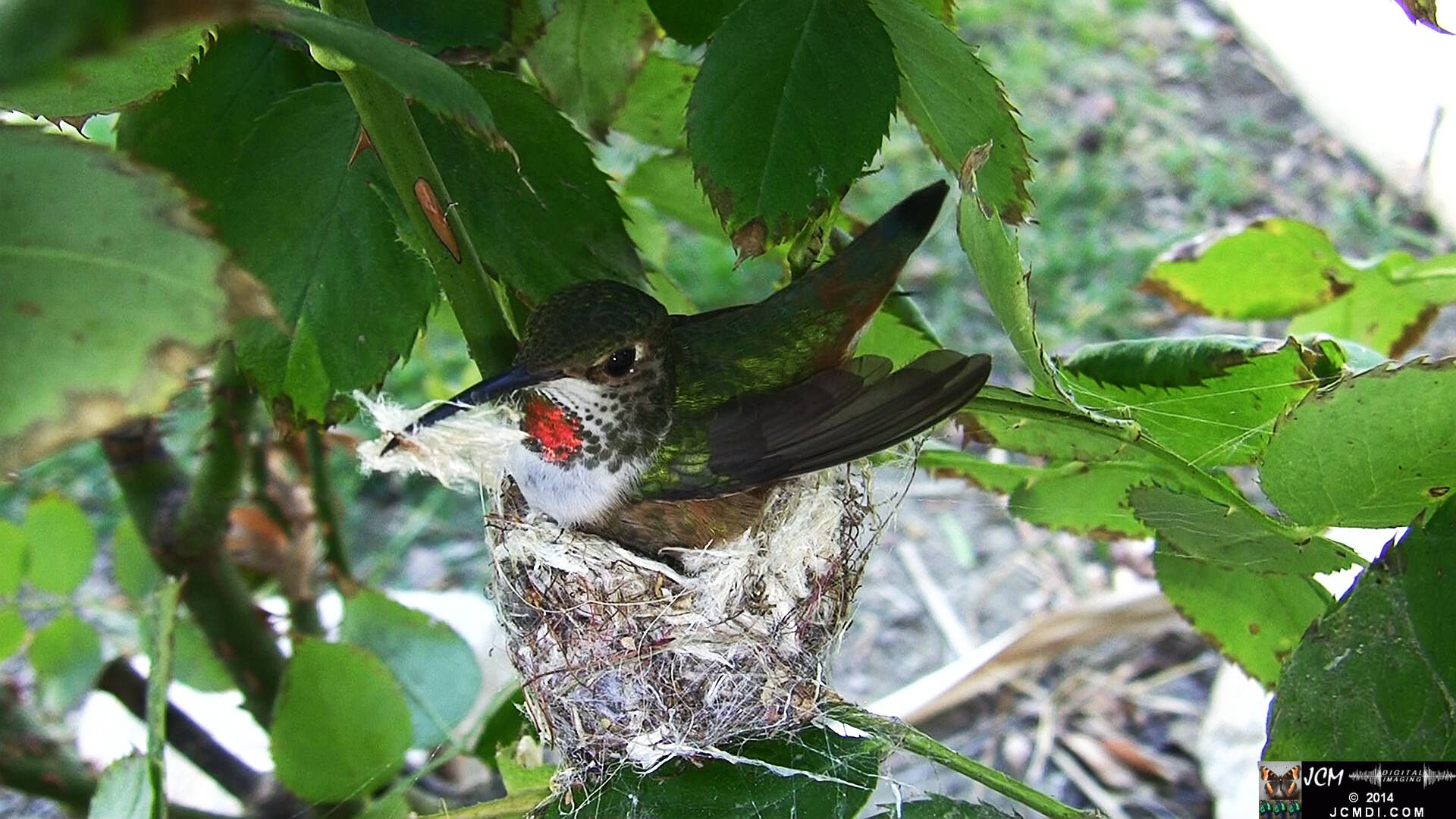 Allen's Hummingbird female in nest 
